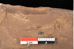 Foto (Detailsansicht) von Quercus mediterranea, Unger (NHMW-GEO-2024-0188-0934)